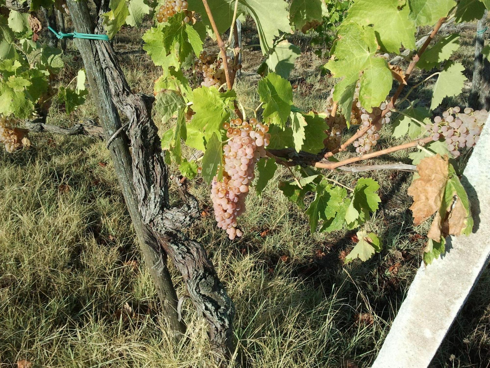 Agriturismo San Vito Crocemaroggia エクステリア 写真